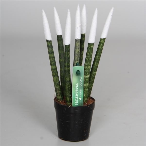 Sansevieria cylindrica spaghetti velvet svt06zk02 1 Sansevieria cylindrica spaghetti velvet svt06zk02