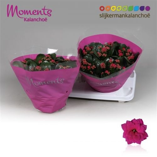 Kalanchoe calandiva paars