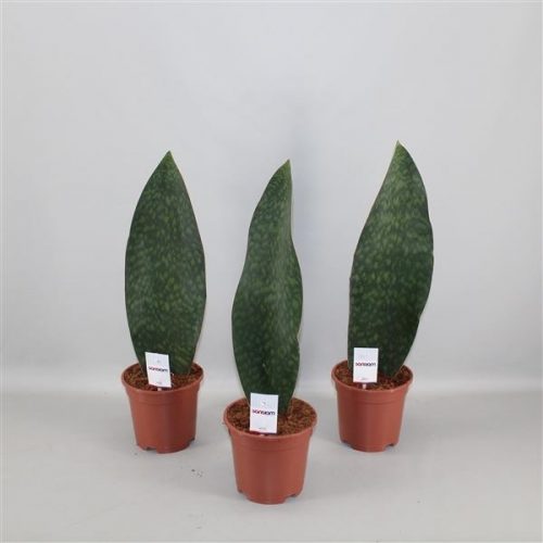 Sansevieria masoniana victoria