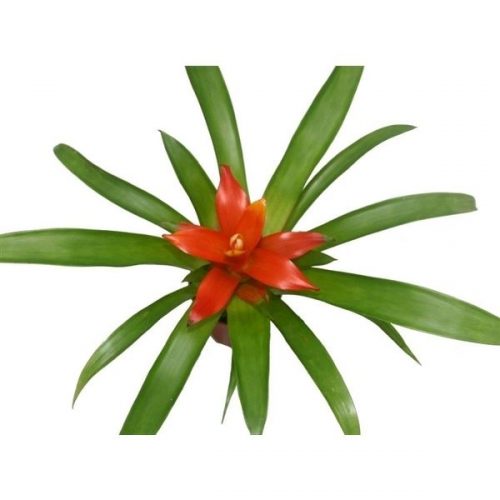 Guzmania ritmo