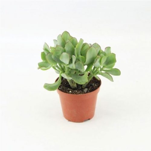 Crassula arborensis cristaat