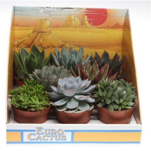 Succulenten mix in showdoos pv8015