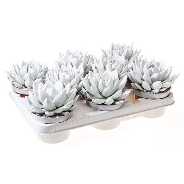 Echeveria miranda rainbow white zg104401