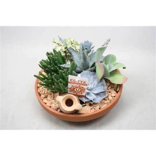 Arrangementen succulenten suc15