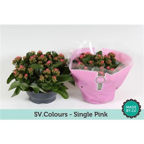 Kalanchoe roze