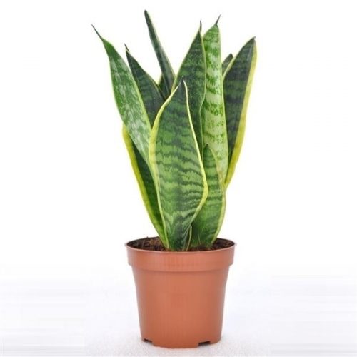 Sansevieria futura superba