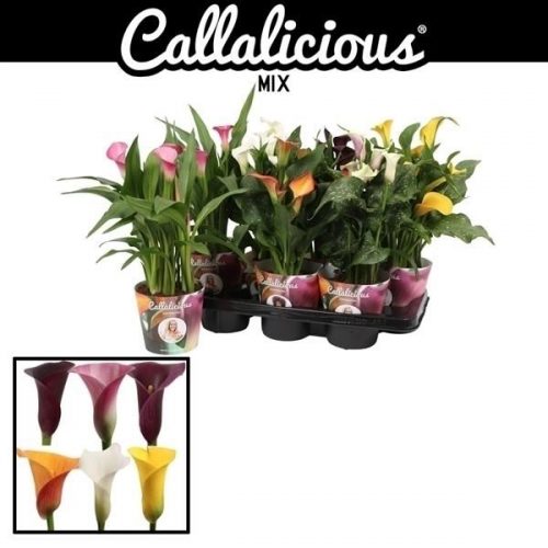 Zantedeschia mix