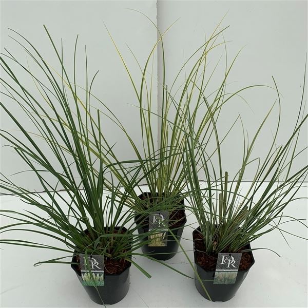 Cortaderia mini pampas in soorten 1 Cortaderia mini pampas in soorten