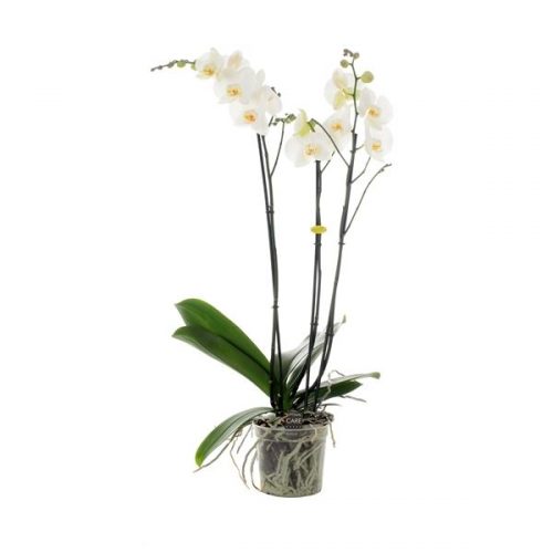 Phalaenopsis winterday