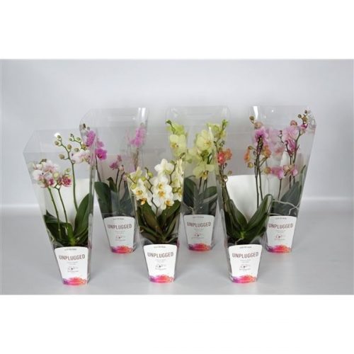 Phalaenopsis multiflora mix 5 kleuren
