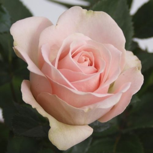 Rosa beau monde light pink