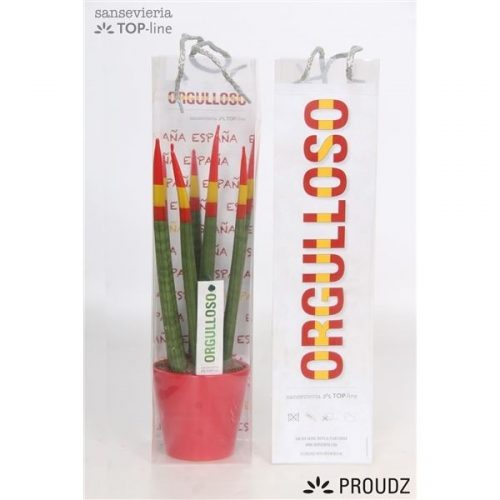 Sansevieria cilindrica proudz spanje