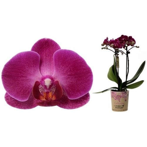 Phalaenopsis multiflora kolibri morelia