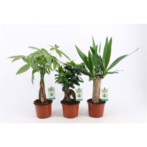 Kamerplanten jungle mix
