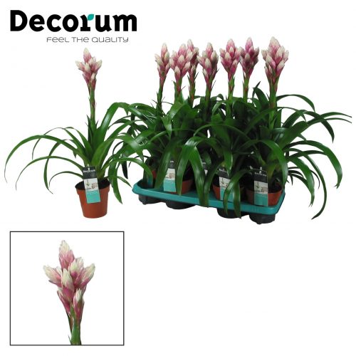 Guzmania candy roze / wit	 vertakt	-	9	-	Adet