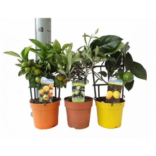 Citrofortunella floridana eustis algarve mix