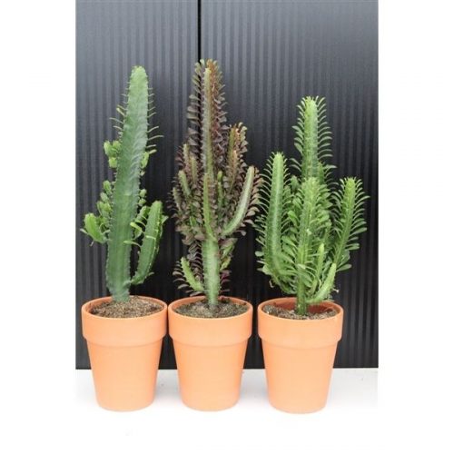 Euphorbia mix desert