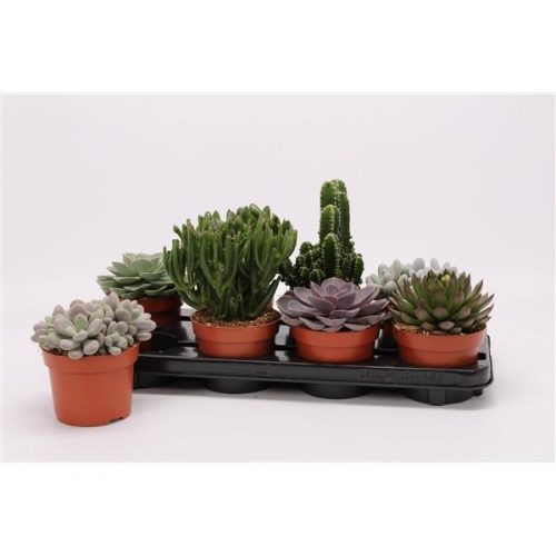 Succulenten mix