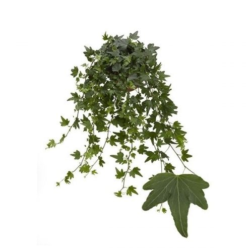 Hedera helix sjoelle