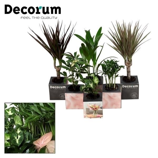 Kamerplanten happy family mix