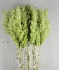 Df Pampas Paint Light Green - Decoratiemateriaal (h%)