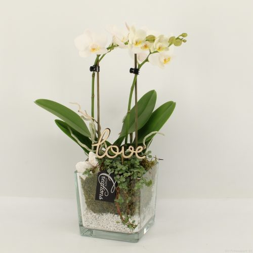 Phalrm-2016w romantic phalaenopsis	-	6	-	Adet