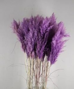 Df Pampas Paint Milka - Decoratiemateriaal (h%)