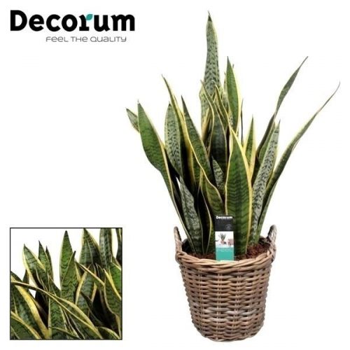 Sanseveria laurentii		-	1	-	Adet