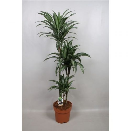 Dracaeana ulises