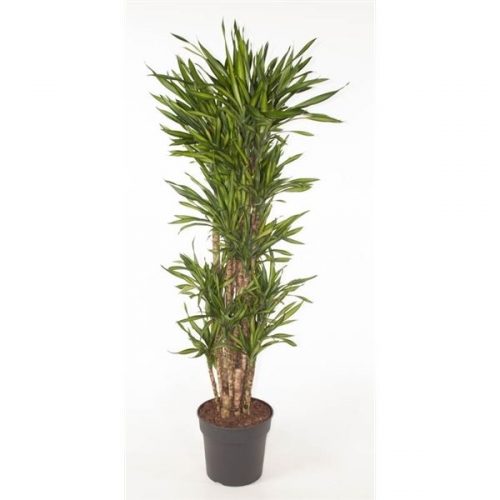 Dracaena fragr. riki