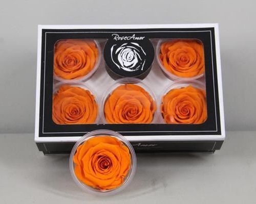 Preserved Rosa Xl Orange 02 - Rozen gr. vendela verf blauw