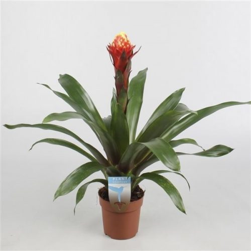 Guzmania happyness