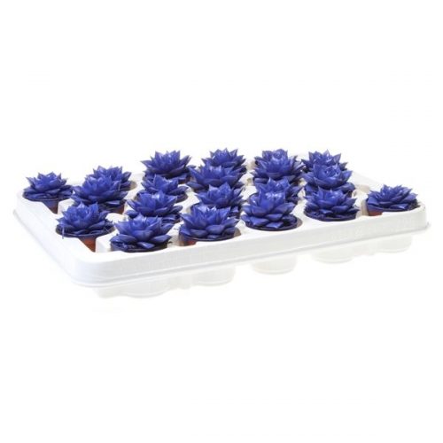 Echeveria rainbow purper ultra blue