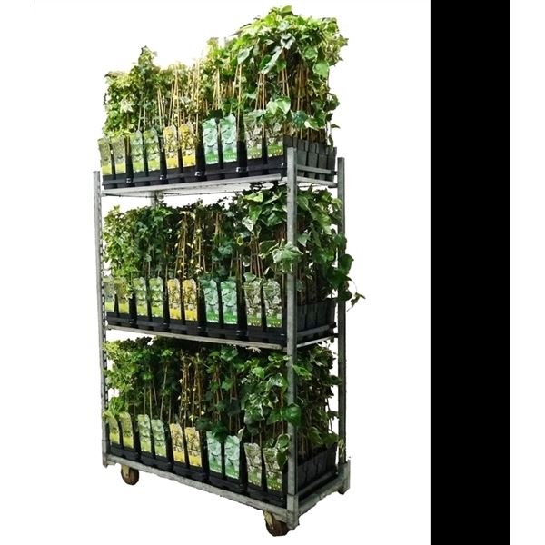Hedera helix mix kar 1 Hedera helix mix kar