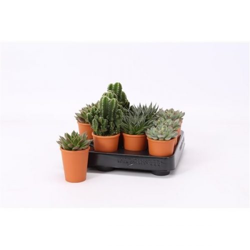 Succulenten mix 1004000