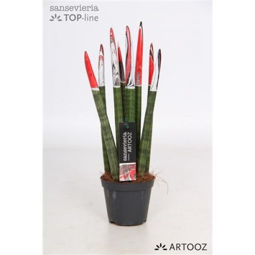 Sansevieria cylindrica spaghetti artooz rood