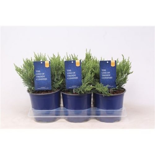 Juniperus sabina tamariscifolia