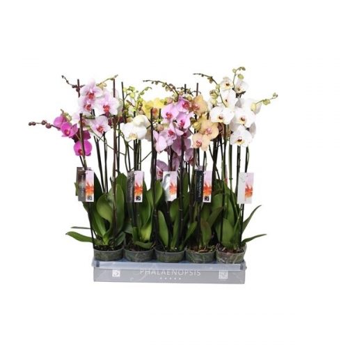 Phalaenopsis mix 8 kleuren italie