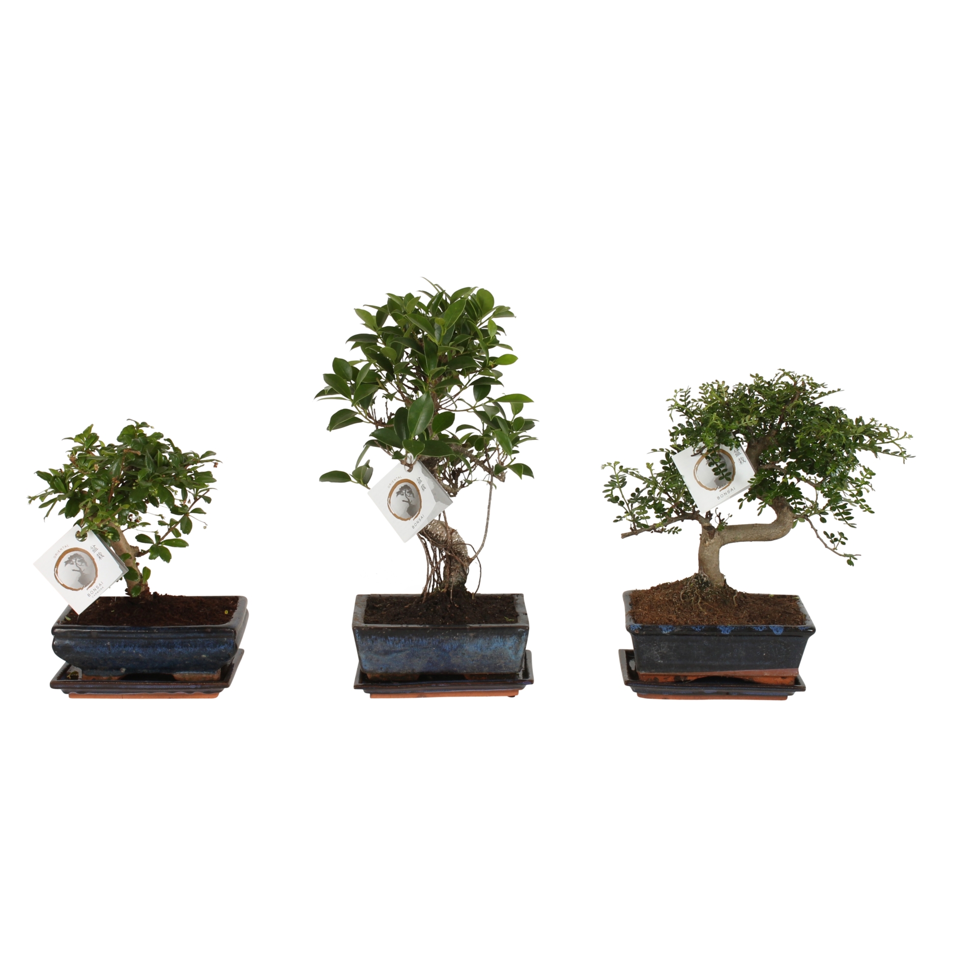 Bonsai mix