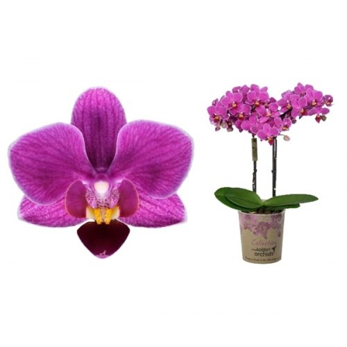 Phalaenopsis multiflora kolibri basel