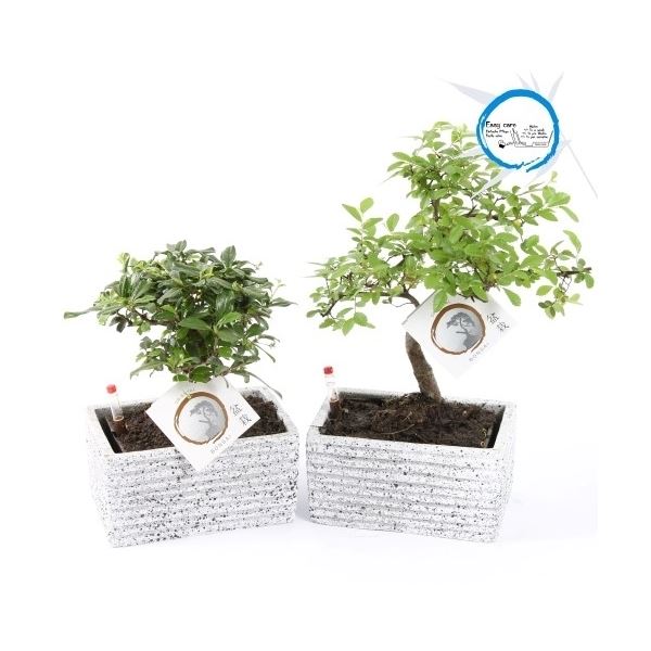 Bonsai easycare mix 1 Bonsai easycare mix