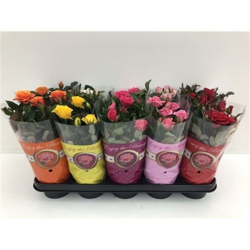 Rosa star roses mix enjoy