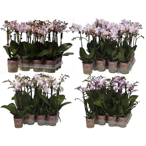 Phalaenopsis multiflora kolibri roze 1 Phalaenopsis multiflora kolibri roze