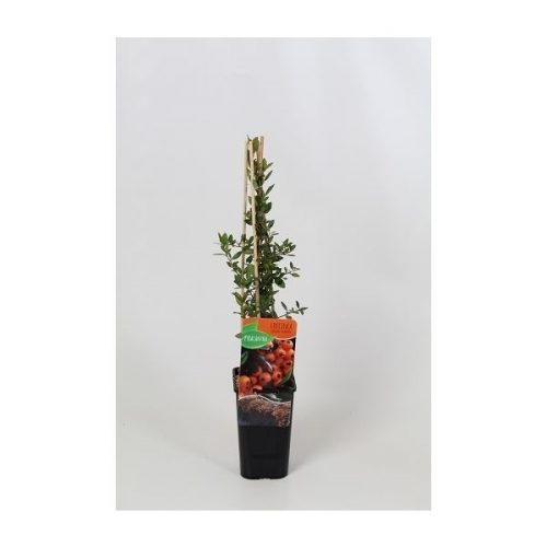 Pyracantha golden charmer