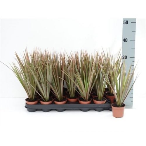 Dracaena marginata bicolor kopstek