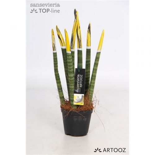 Sansevieria cylindrica spaghetti artooz geel