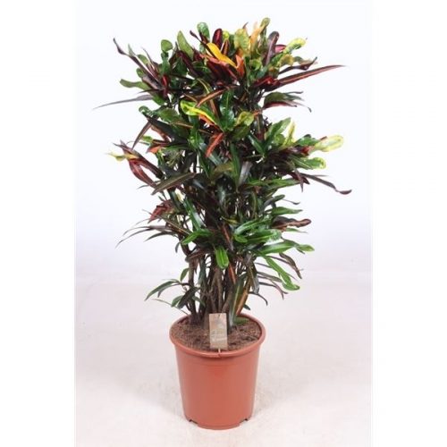 Codiaeum variegatum mammi