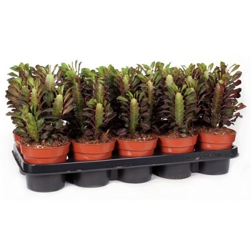 Euphorbia trichona rubra