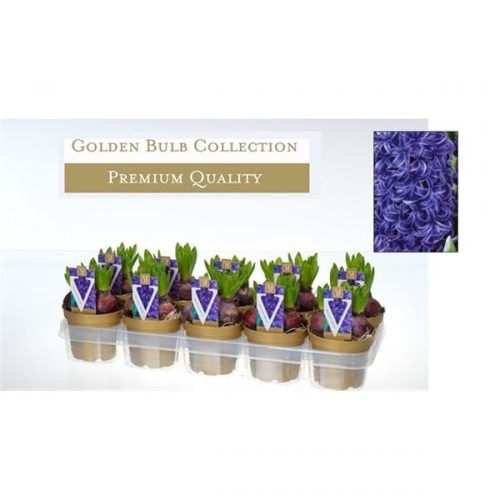 Hyacinthus orientalis blue pearl