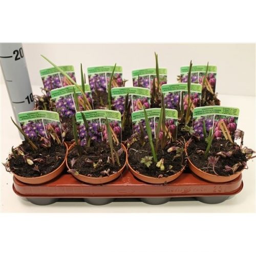 Bolbloemen mix in de pot